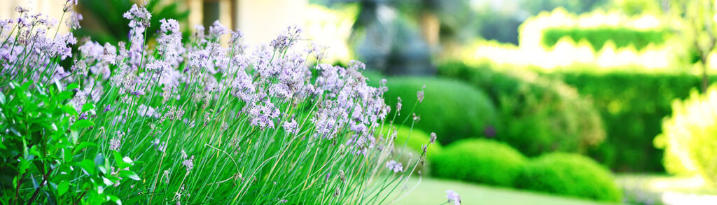 Banner Image of a Landscaped Home