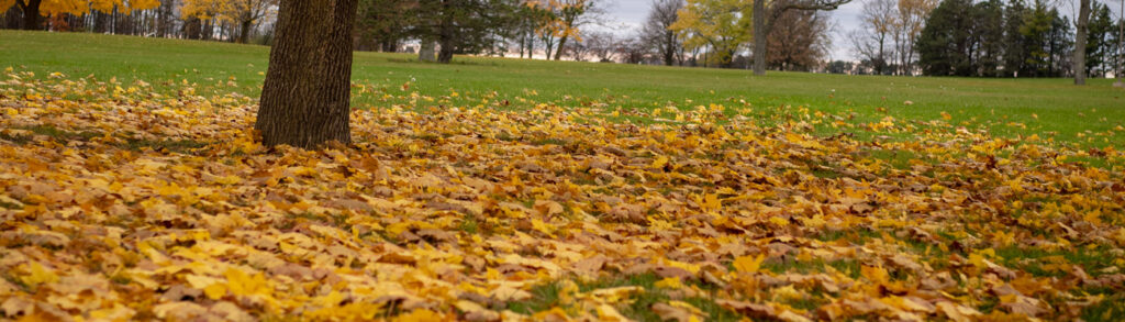 Leaves On The Ground During Fall