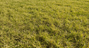 Early Summer Lawn Care Great Lakes Bay Region
